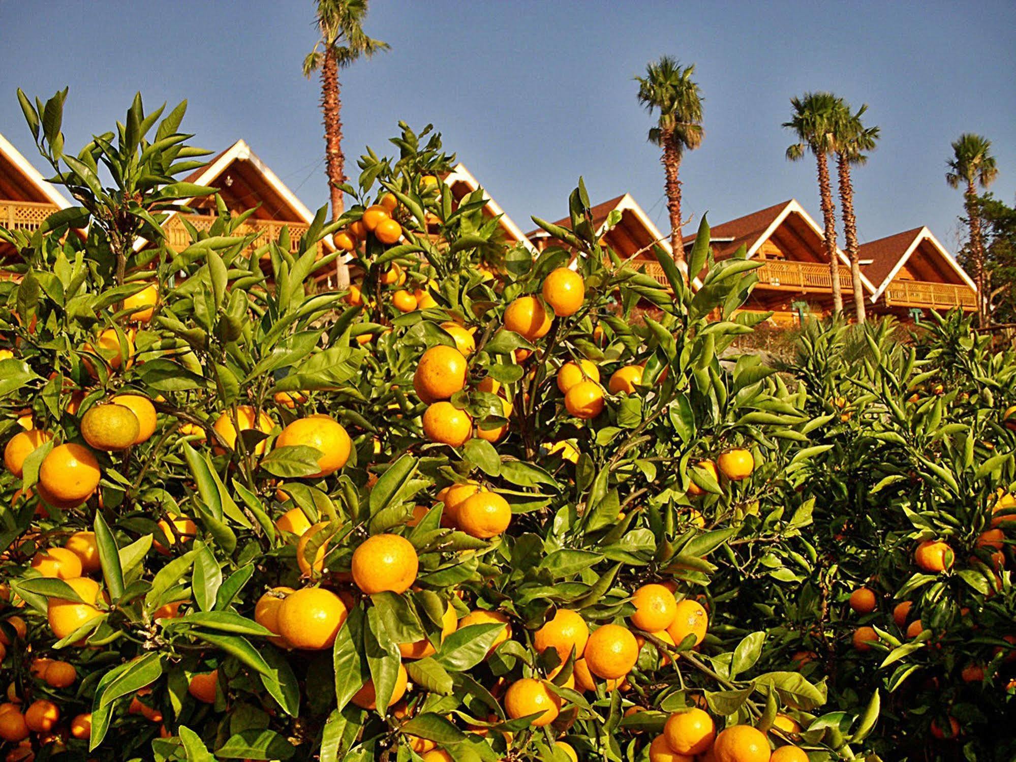 Jungmun Log Pension & Resort Σεογκουίπο Εξωτερικό φωτογραφία